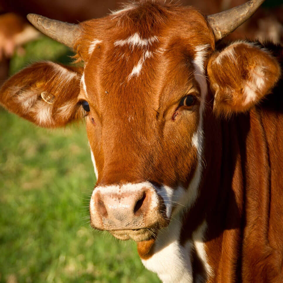 fresh-milk