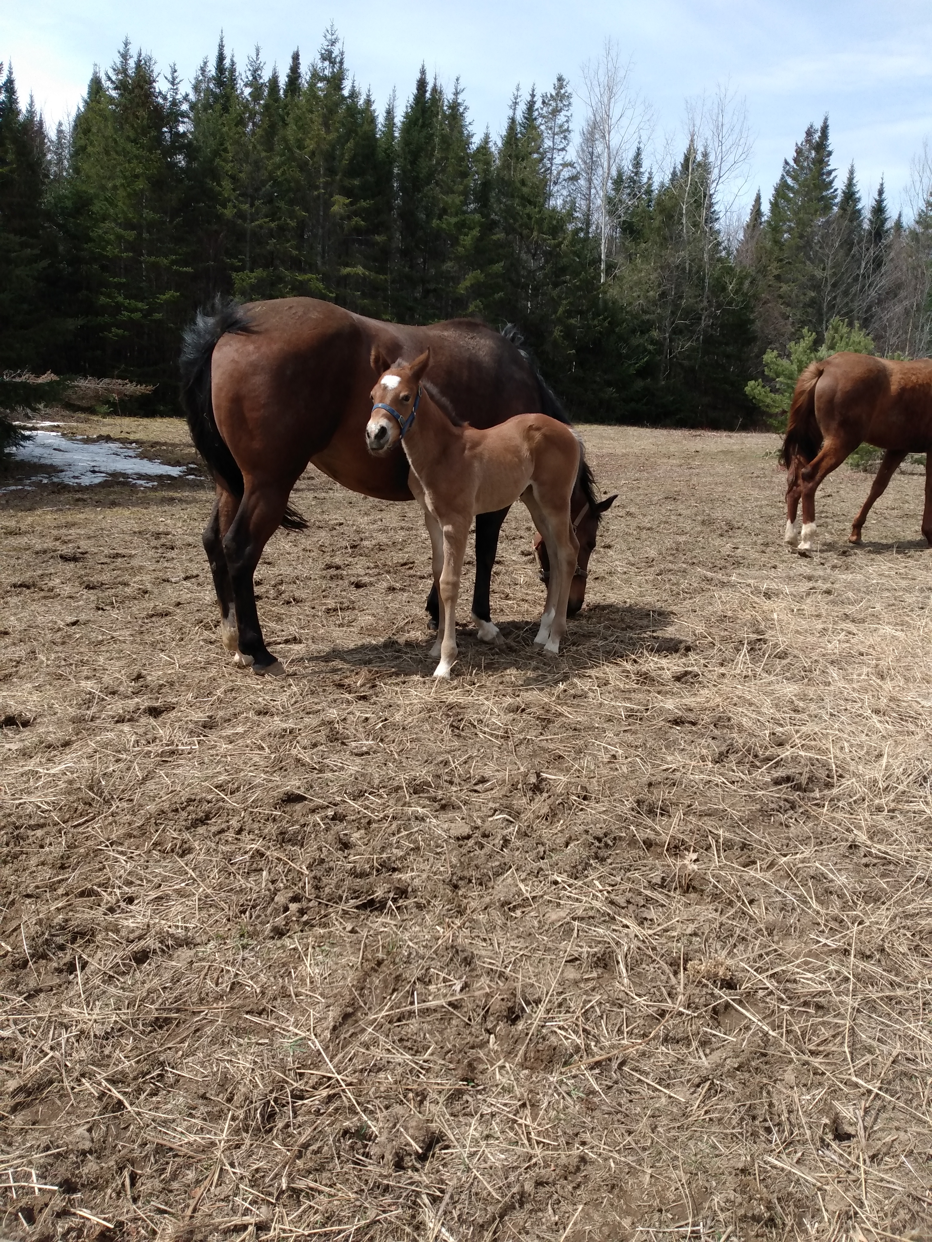 Darby april 21-22 (8)